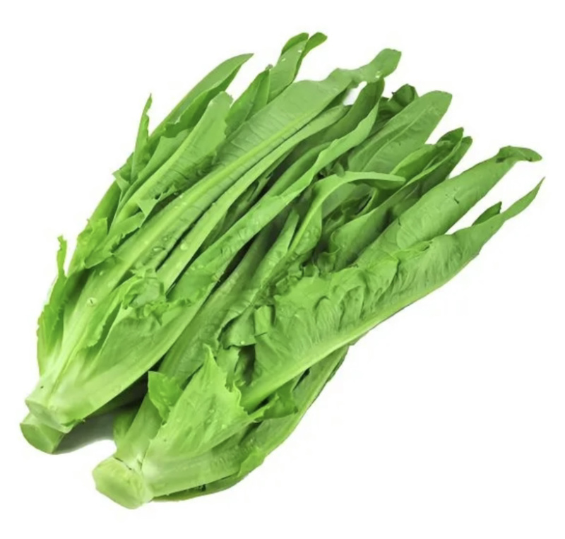 【推荐】新鲜油麦菜鲜嫩诱人现货现发量大从优