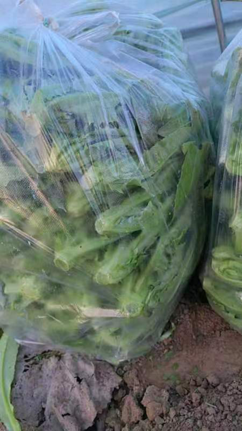 【推荐】新鲜油麦菜鲜嫩诱人现货现发量大从优