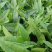 【推荐】新鲜油麦菜鲜嫩诱人现货现发量大从优