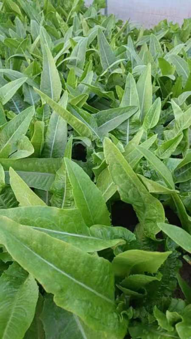 【推荐】新鲜油麦菜鲜嫩诱人现货现发量大从优