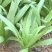 【推荐】新鲜油麦菜鲜嫩诱人现货现发量大从优