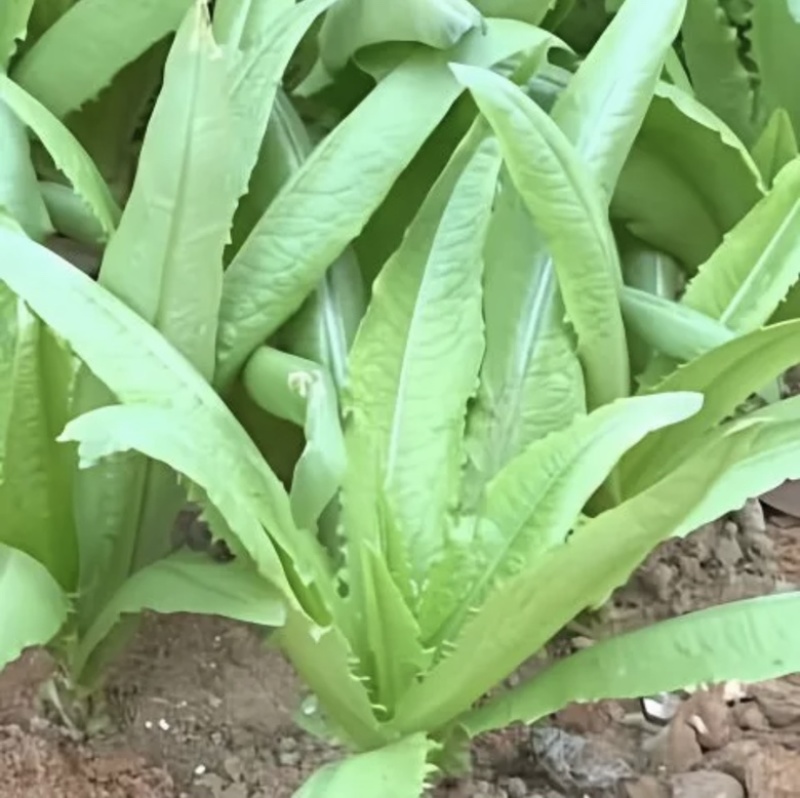 【推荐】新鲜油麦菜鲜嫩诱人现货现发量大从优