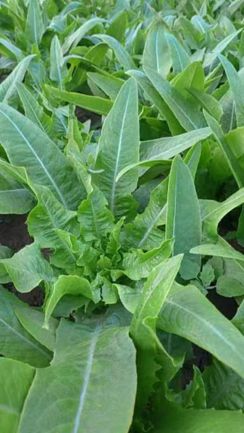 【推荐】新鲜油麦菜鲜嫩诱人现货现发量大从优