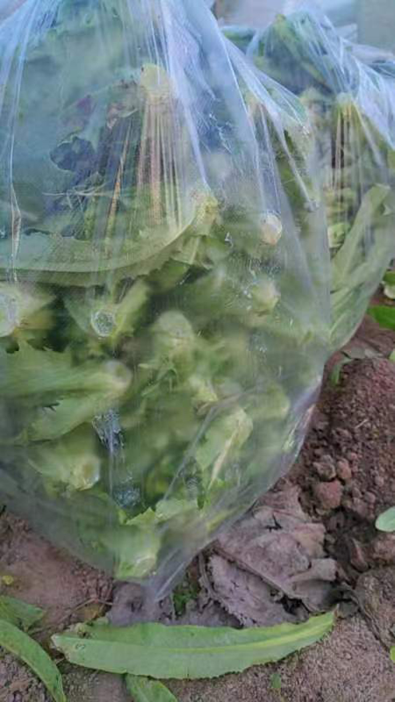 【推荐】新鲜油麦菜鲜嫩诱人现货现发量大从优