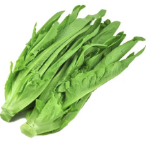 【推荐】新鲜油麦菜鲜嫩诱人现货现发量大从优