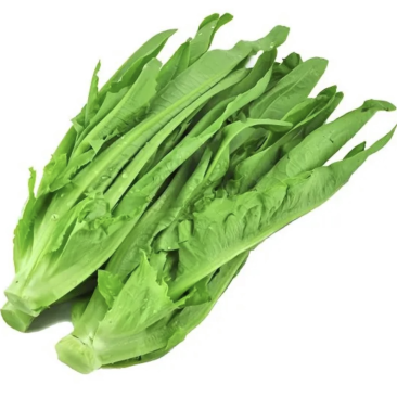 【推荐】新鲜油麦菜鲜嫩诱人现货现发量大从优