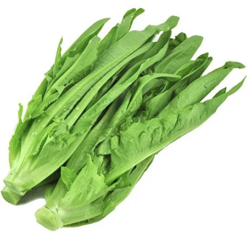 【推荐】新鲜油麦菜鲜嫩诱人现货现发量大从优