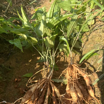 百部种苗高产红花紫花白花货源充足场地直销低价批发