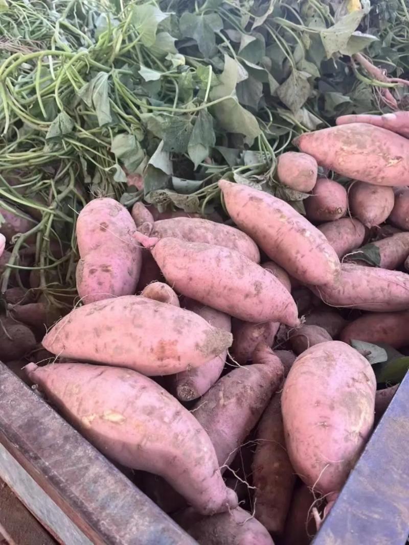 河南红薯沙地红薯龙薯淀粉，质量好，价格优大量供全国发货