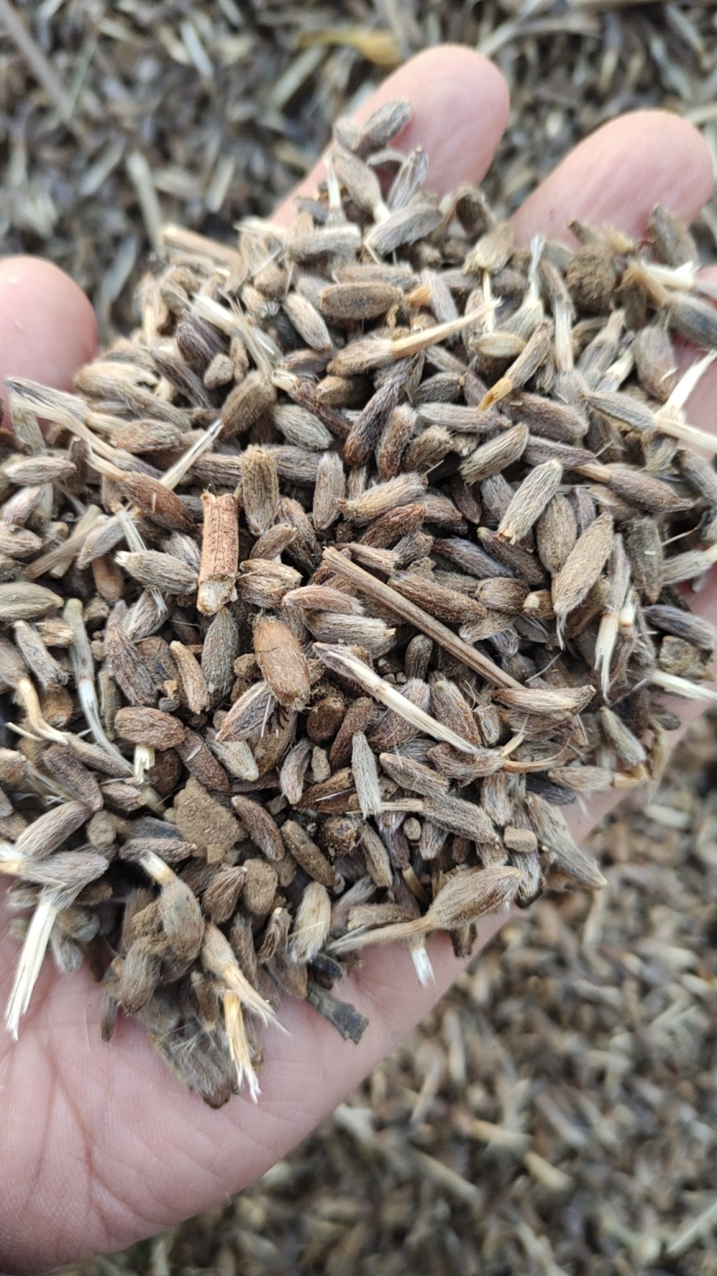 河北保定清苑区白术老母子基地，白术老母子，白术伢，白术籽