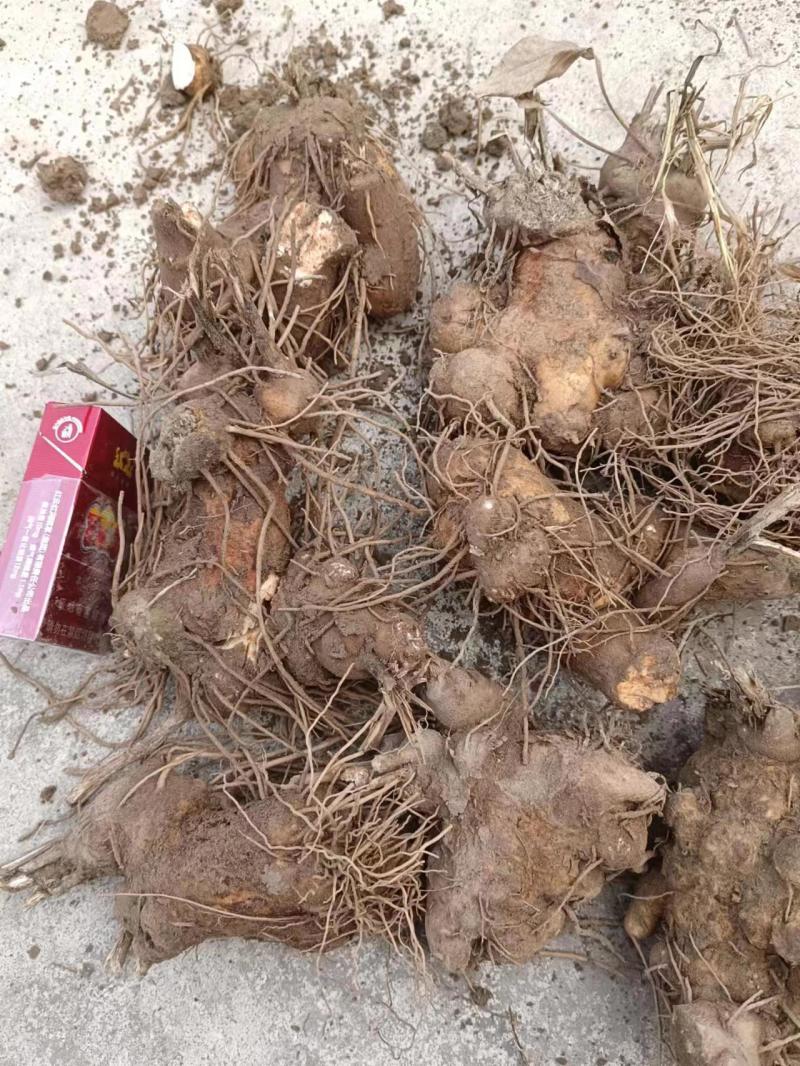 河北保定清苑区白术老母子基地，白术老母子，白术伢，白术籽