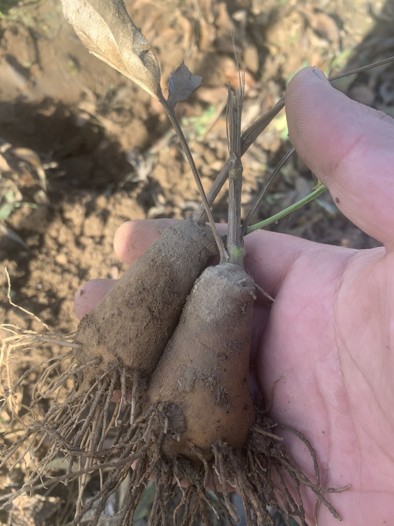 河北保定清苑区白术老母子基地，白术老母子，白术伢，白术籽