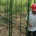优质雷竹苗基地直供一手货源品质保证欢迎采购