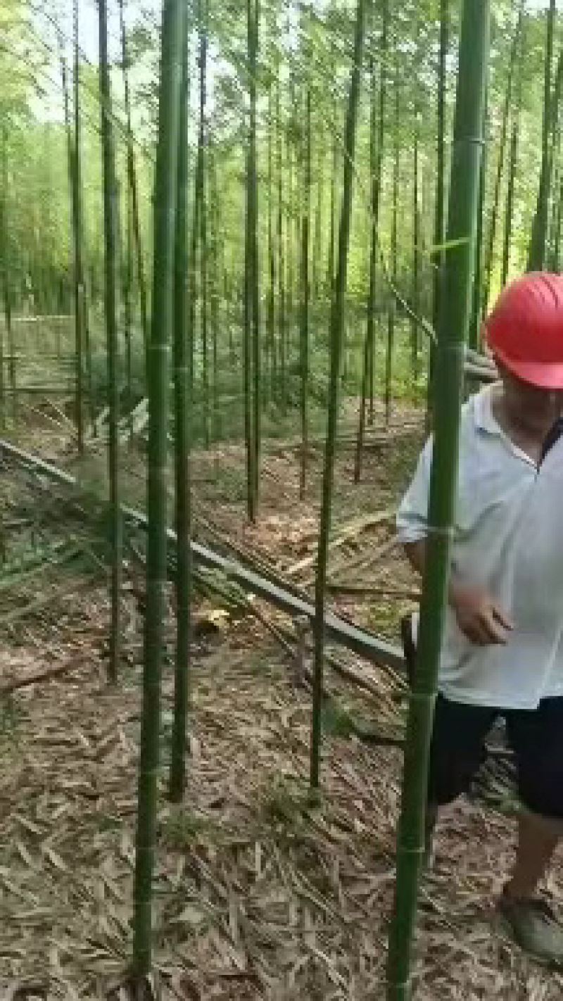 优质雷竹苗基地直供一手货源品质保证欢迎采购