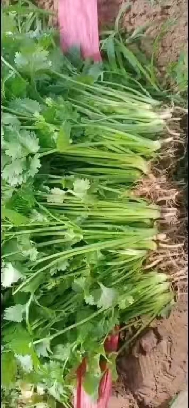 【实力商家】精品大叶香菜净根无黄叶产地批发大量供应