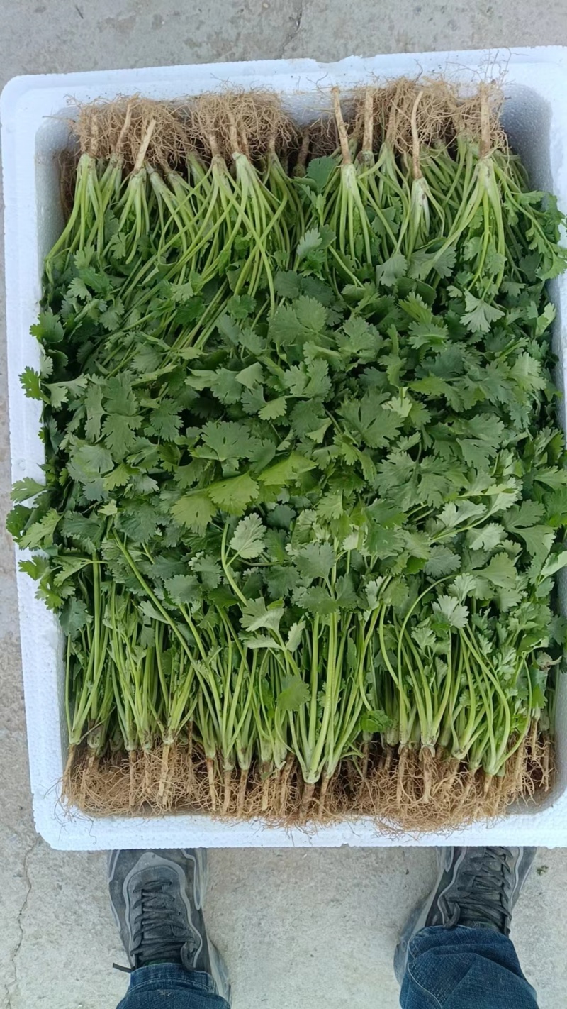 【实力商家】精品大叶香菜净根无黄叶产地批发大量供应