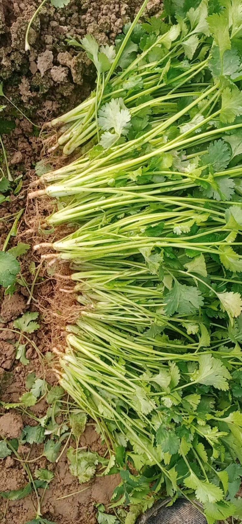 【实力商家】精品大叶香菜净根无黄叶产地批发大量供应