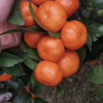 广西砂糖橘大量上市，颜色，皮张，口感很好了，价格也便宜