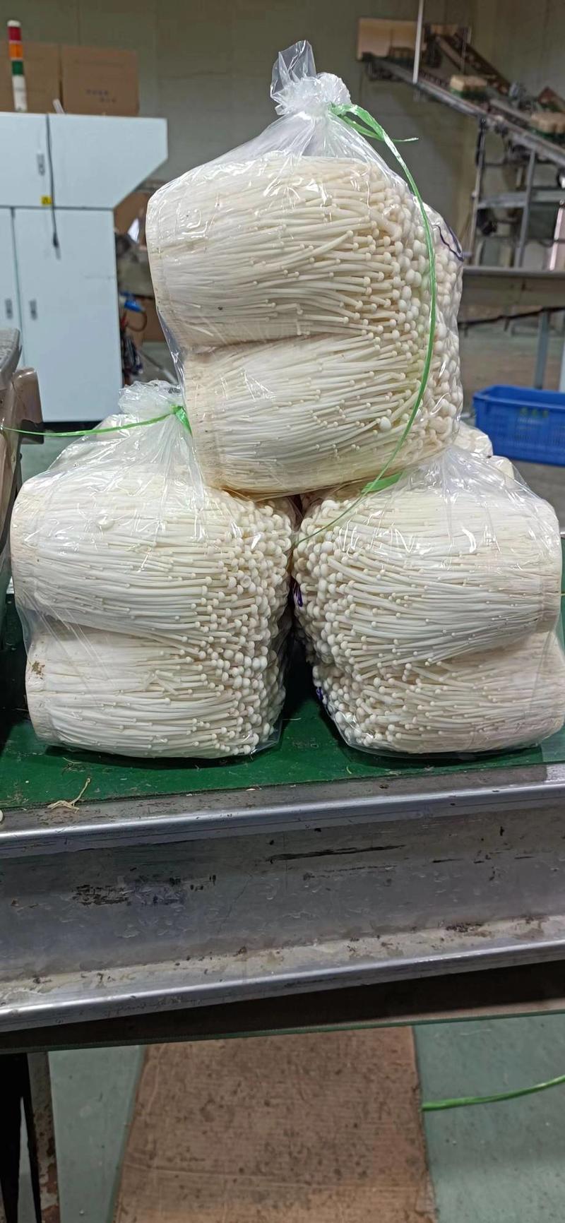 金针菇A菇，40斤