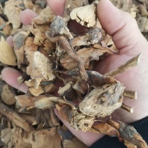 透骨香，满山香，搜山虎，产地大量货原一件代发，欢迎来电