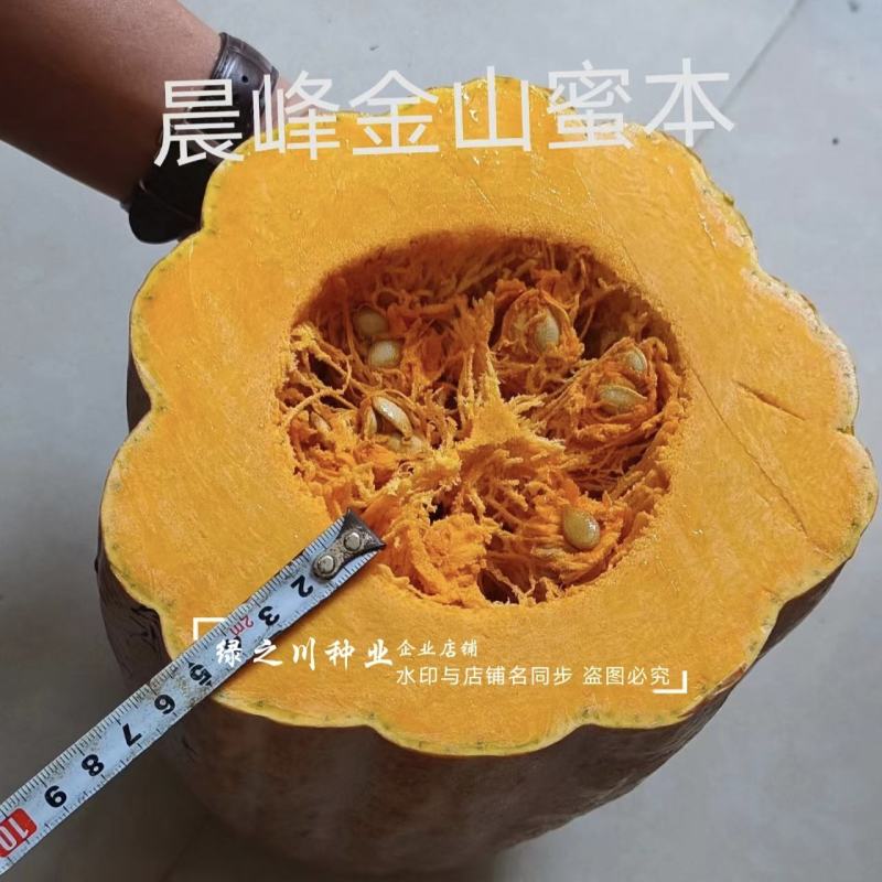 金山蜜本南瓜种子大果甜蜜本南瓜种籽粉糯香甜肉橙红色水分少
