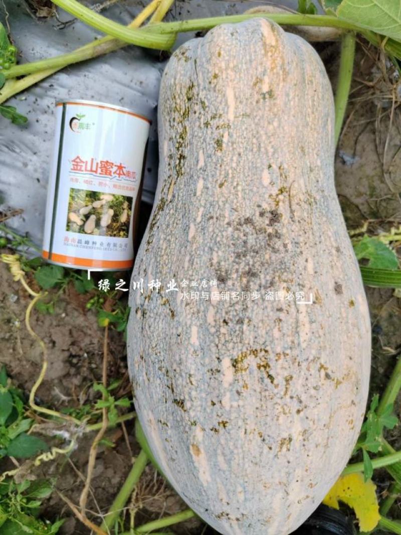 金山蜜本南瓜种子大果甜蜜本南瓜种籽粉糯香甜肉橙红色水分少