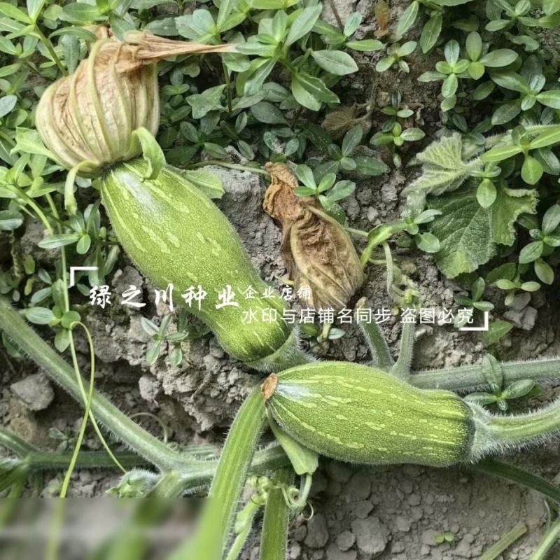 金山蜜本南瓜种子大果甜蜜本南瓜种籽粉糯香甜肉橙红色水分少