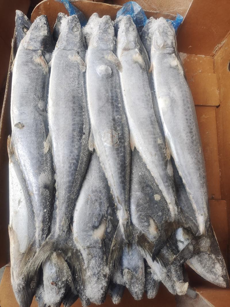 鲅鱼马鲛燕鲅单冻船冻陆冻韩国鲅鱼，都有货品相佳