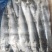 鲅鱼马鲛燕鲅单冻船冻陆冻韩国鲅鱼，都有货品相佳