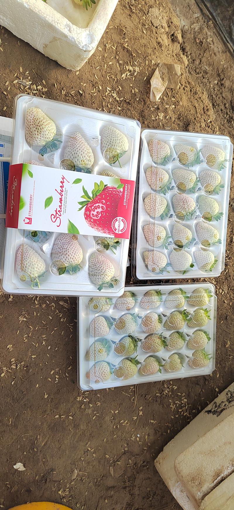草莓中的香奈儿梦之系山东省平度市白草莓种植基地量大可批发