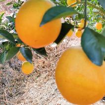 木瓜蜜丁橙开卖了，8万斤整体开园