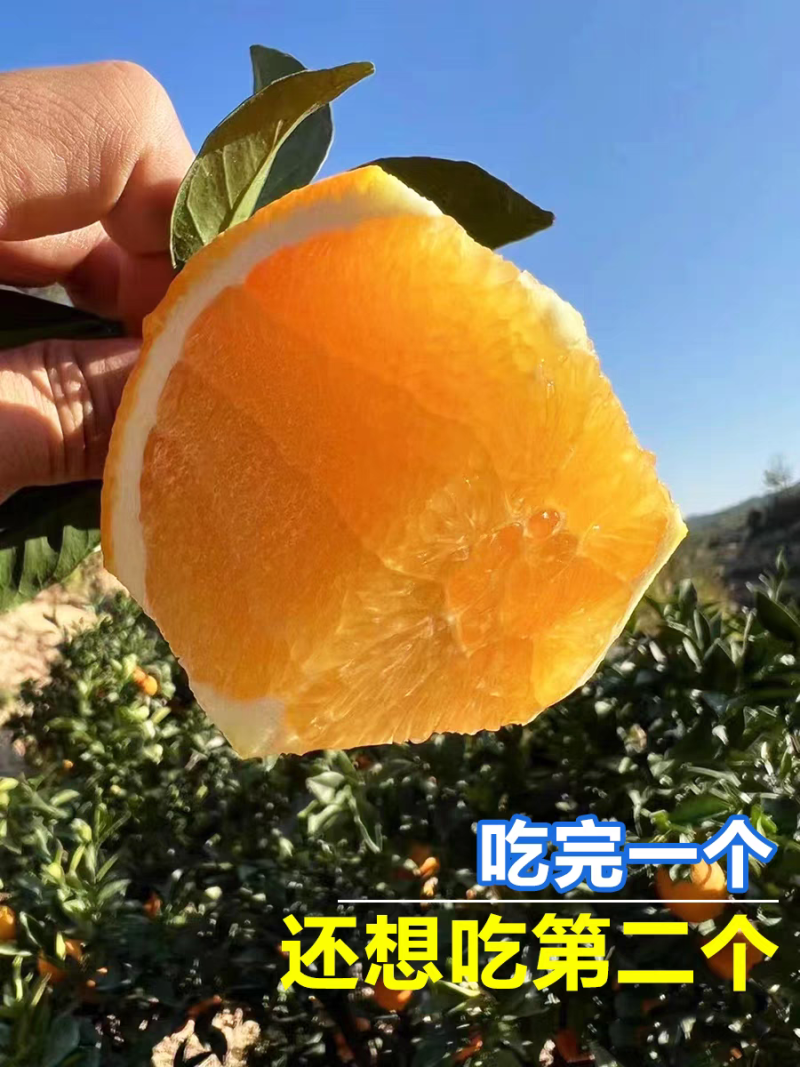 木瓜蜜丁橙开卖了，8万斤整体开园