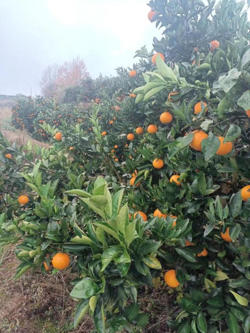 【日供万斤】麻阳冰糖橙，产地一手货源，质量保证，价格美丽