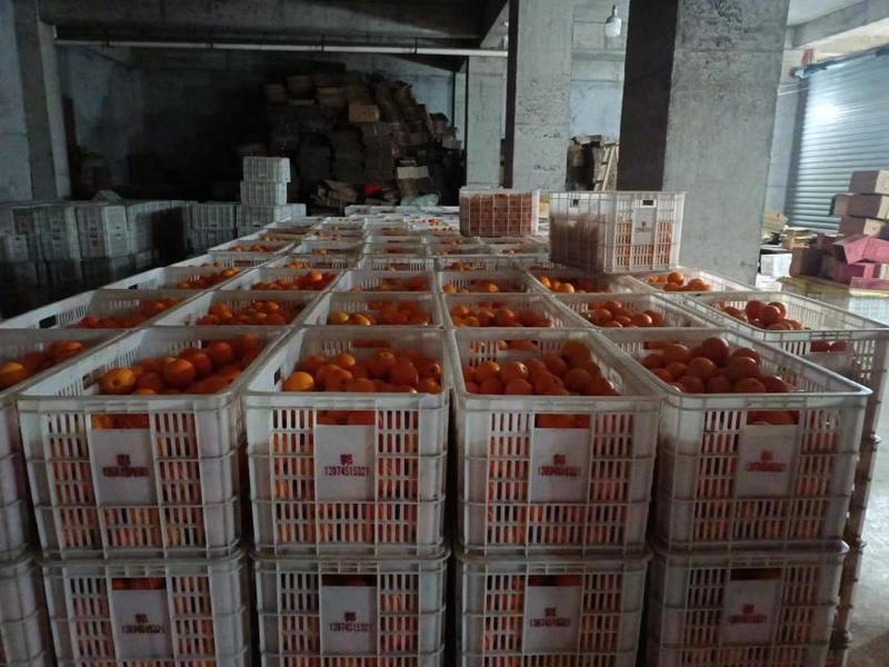 【日供万斤】麻阳冰糖橙，产地一手货源，质量保证，价格美丽