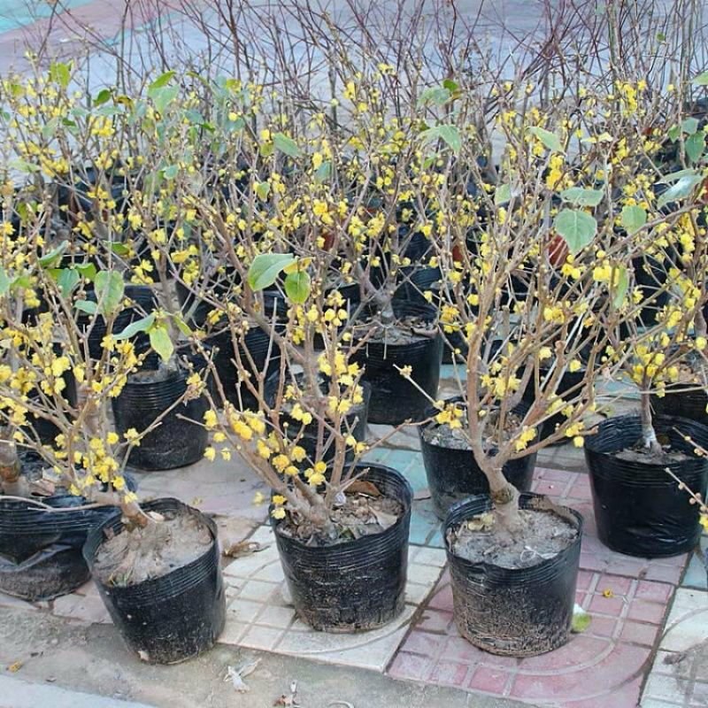 原生腊梅花老桩浓香型耐寒阳台庭院南方北方带花苞发