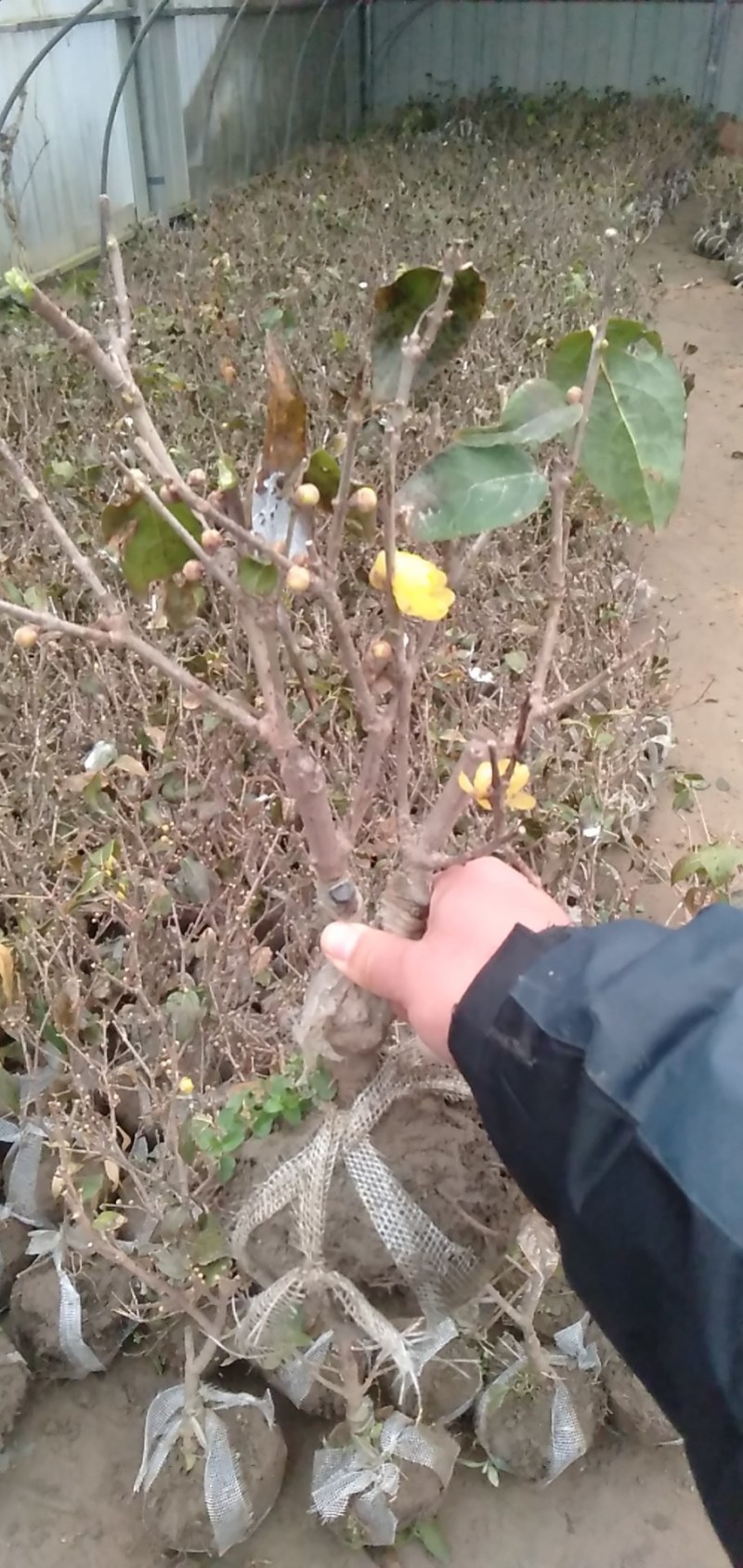原生腊梅花老桩浓香型耐寒阳台庭院南方北方带花苞发