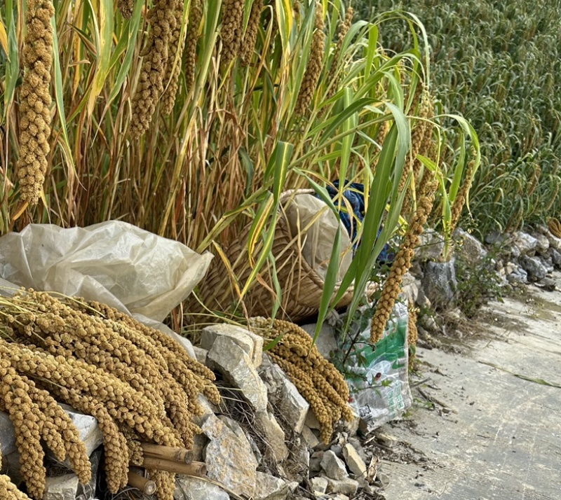 【自家种植的糯小米】高山地区种植的糯小米，5斤起批