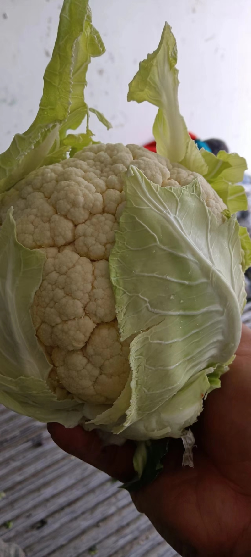 白花菜