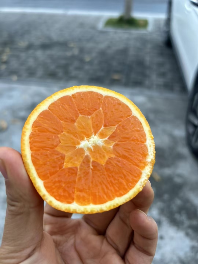 脐橙九月红入口化渣汁水丰富网红产品果色全黄承接电商