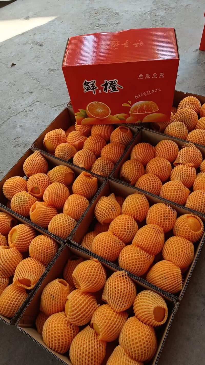 脐橙爱媛橙果冻橙入口化渣汁水丰富网红产品果色全黄承接电商
