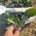 河南霜打雪冻趴地菠菜～持续更新装车发货走车中️