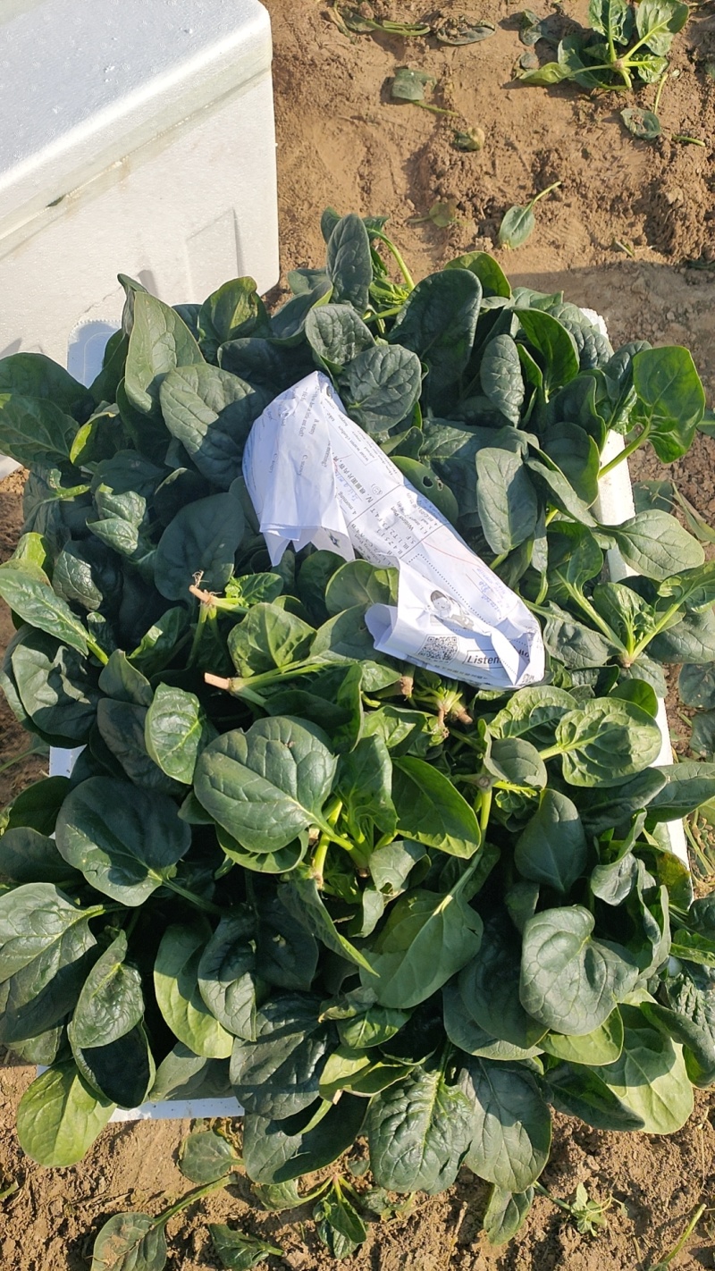 河南霜打雪冻趴地菠菜～持续更新装车发货走车中️