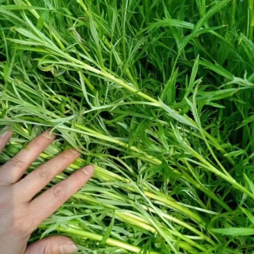 南京八卦洲芦蒿，青芦蒿，四不像