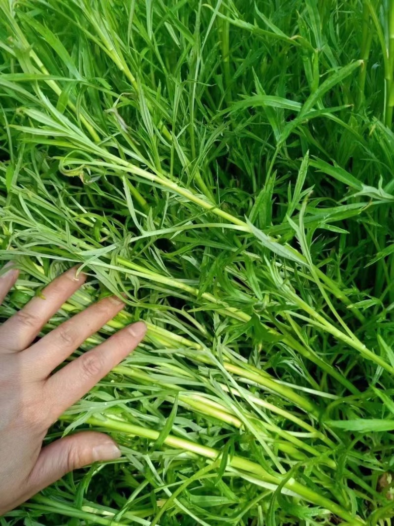 南京八卦洲芦蒿，青芦蒿，四不像