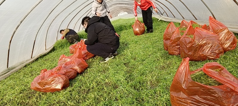 南京八卦洲芦蒿，青芦蒿，四不像