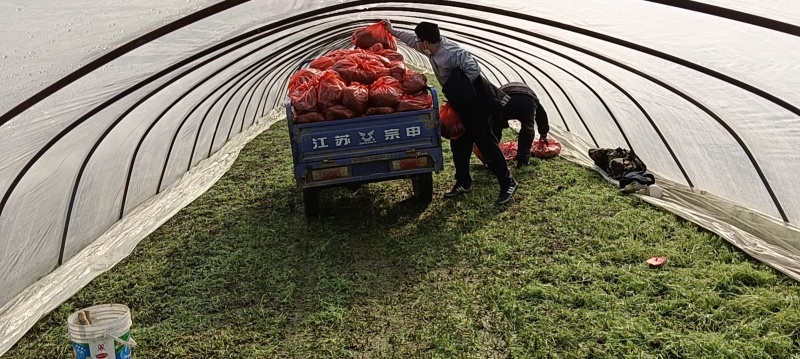 南京八卦洲芦蒿，青芦蒿，四不像