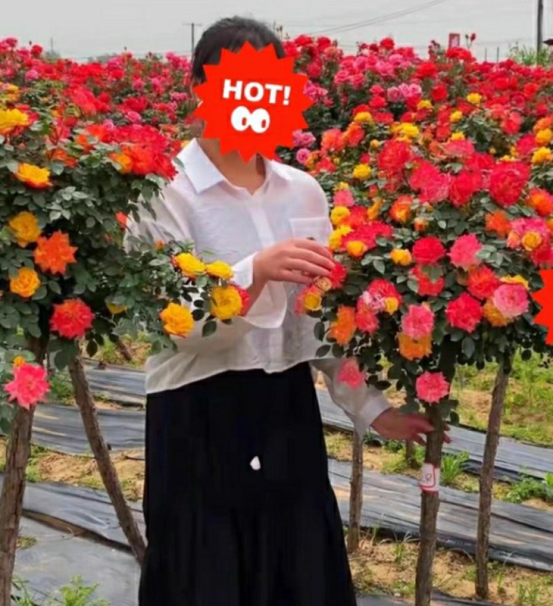 藤五彩树桩月季一棵花开五种颜色，特别漂亮开花效果