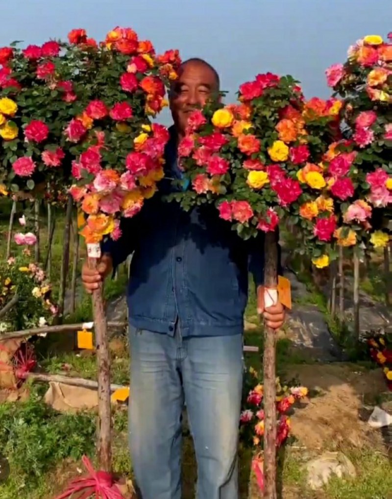 藤五彩树桩月季一棵花开五种颜色，特别漂亮开花效果