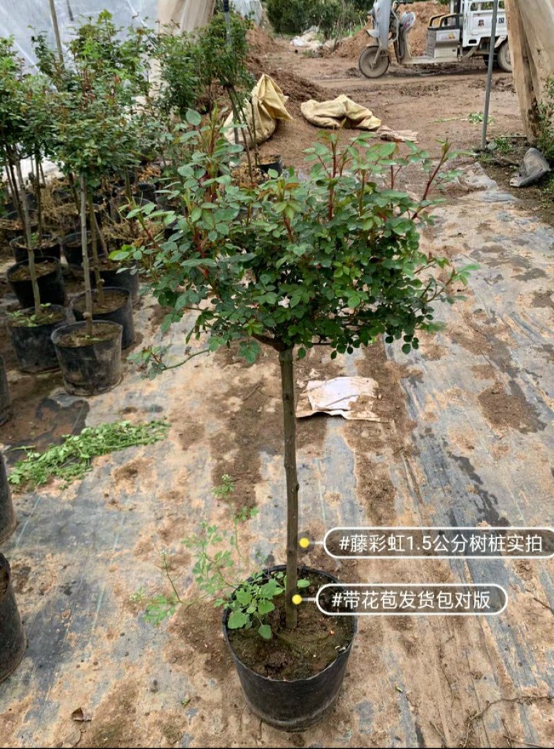 藤五彩树桩月季一棵花开五种颜色，特别漂亮开花效果