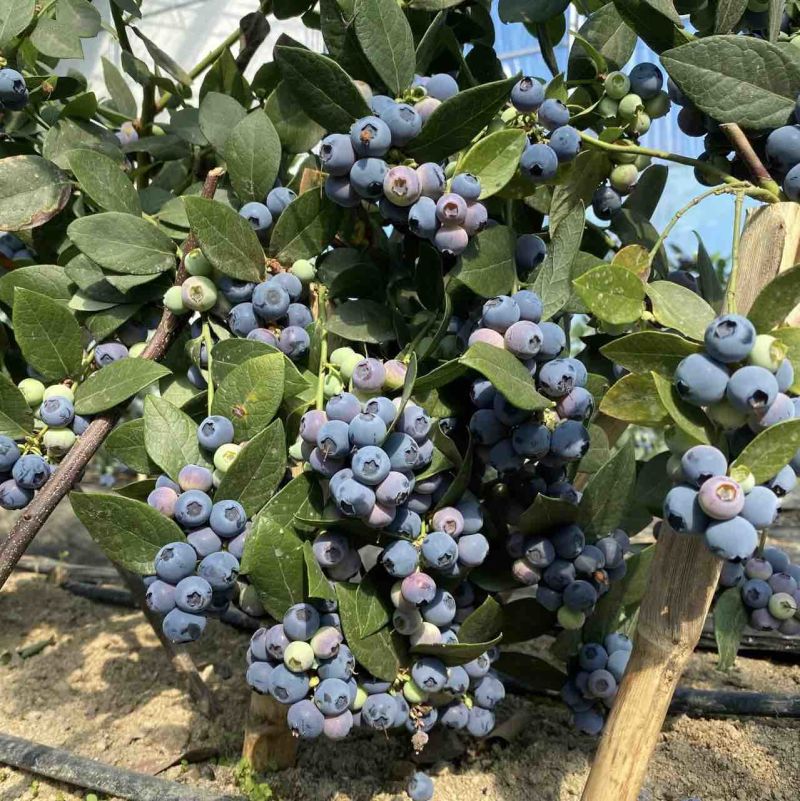 蓝莓树苗南北方都可种植死苗包赔